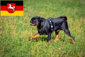 Read more about the article Petit Brabançon breeders and puppies in Lower Saxony