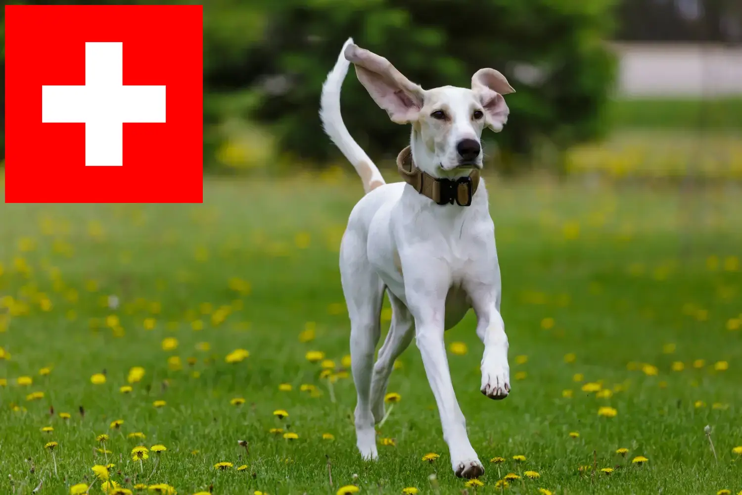 Read more about the article Porcelaine breeders and puppies in Switzerland