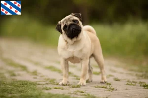 Read more about the article Pug breeders and puppies in Friesland