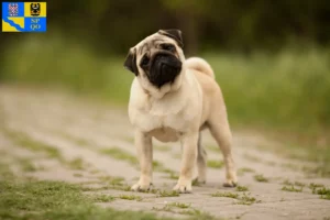 Read more about the article Pug breeders and puppies in Olomouc