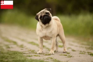 Read more about the article Pug breeders and puppies in Utrecht