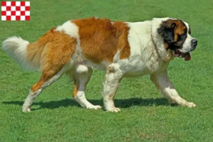 Read more about the article Saint Bernard breeders and puppies in North Brabant