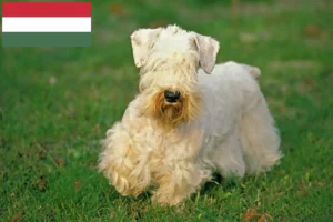 Read more about the article Sealyham Terrier breeders and puppies in Hungary