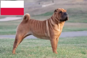 Read more about the article Shar-Pei breeders and puppies in Poland