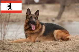 Read more about the article Shepherd dog breeders and puppies in Berlin