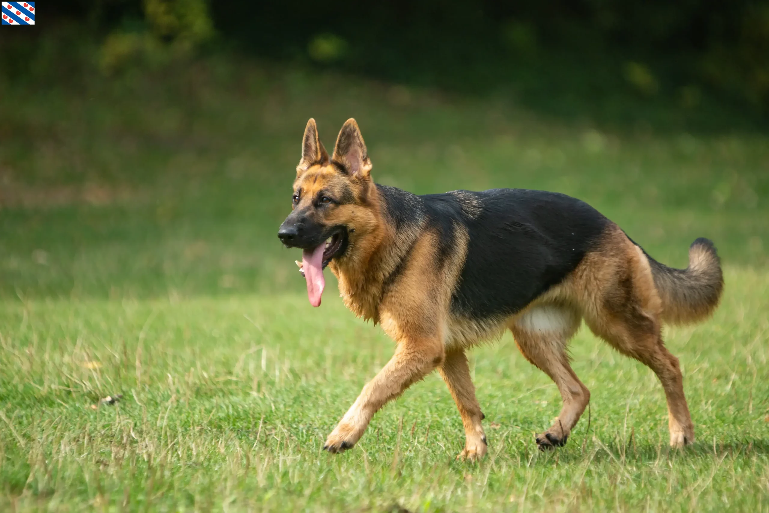 Read more about the article Shepherd dog breeders and puppies in Friesland