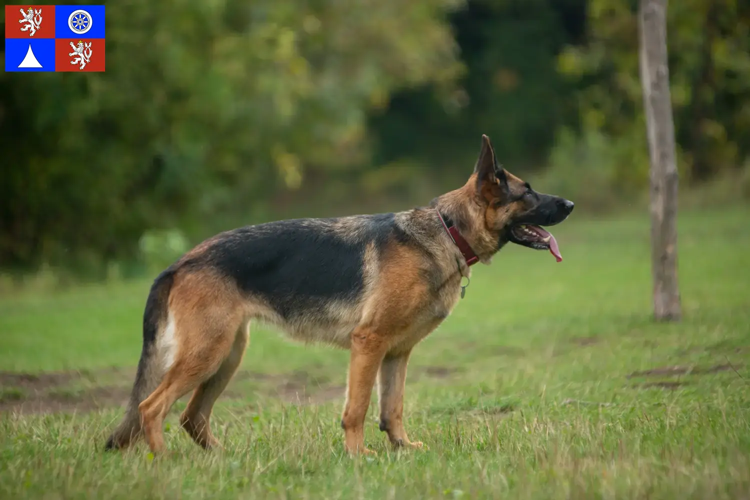 Read more about the article Shepherd dog breeders and puppies in Liberec