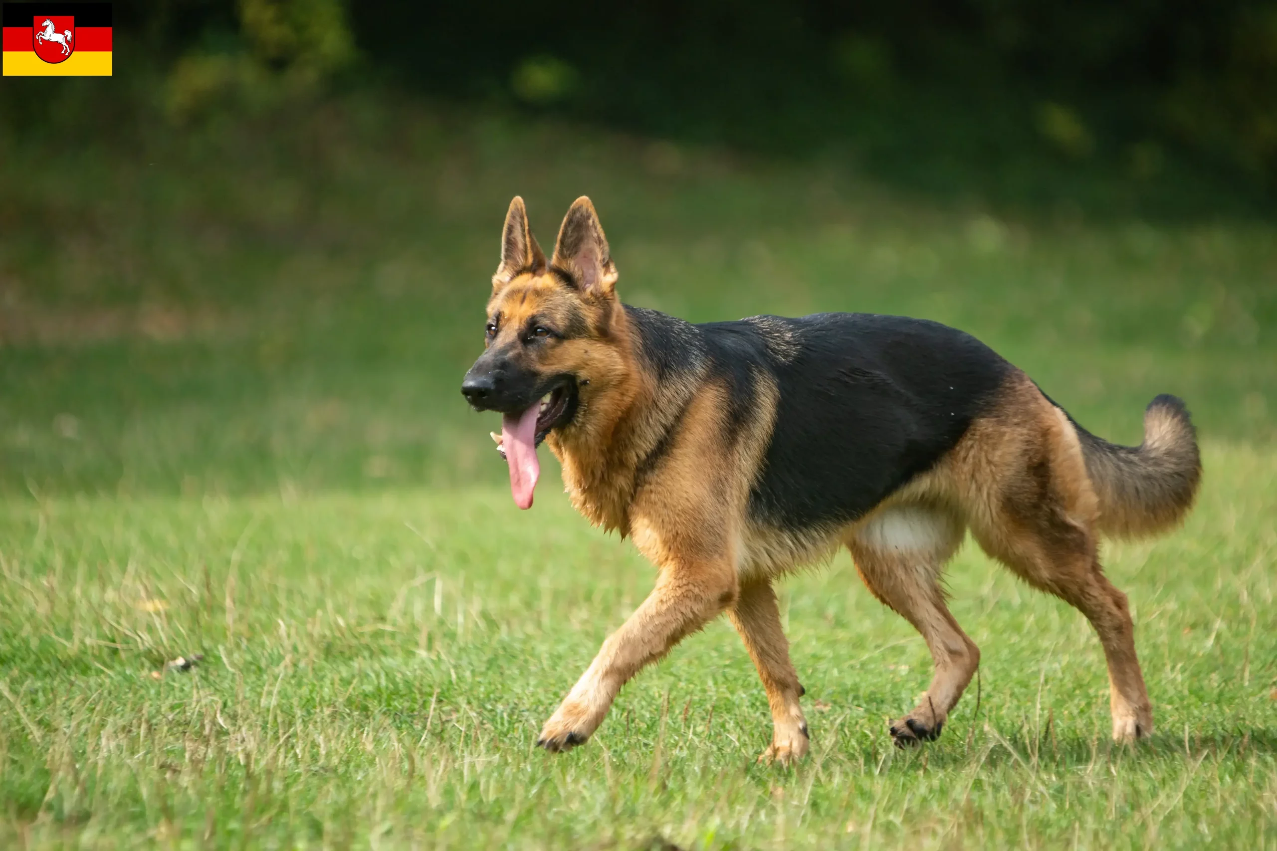 Read more about the article Shepherd dog breeders and puppies in Lower Saxony