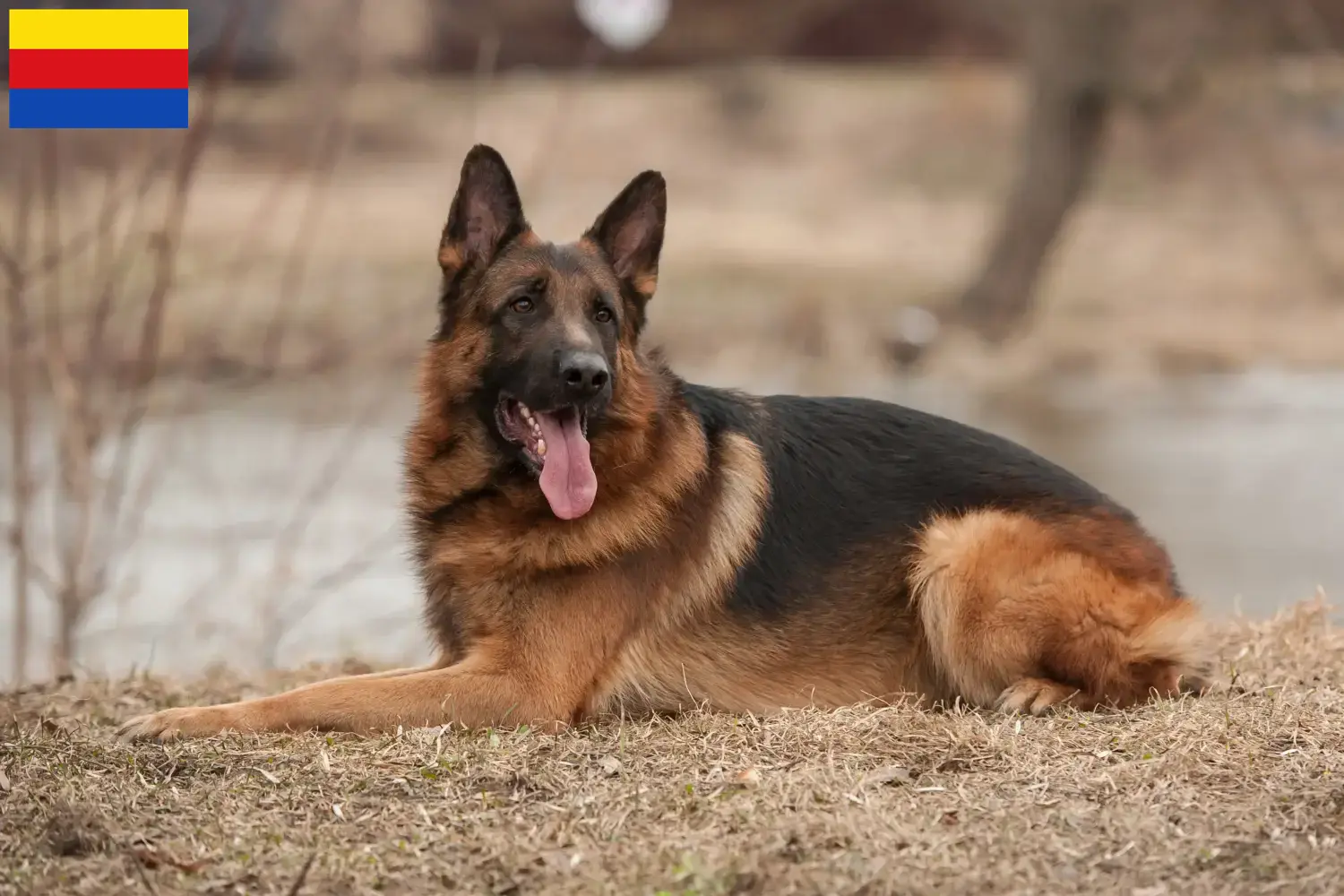 Read more about the article Sheepdog breeders and puppies in North Holland