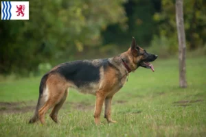 Read more about the article Sheepdog breeders and puppies in Nouvelle-Aquitaine