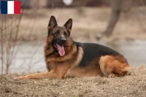 Read more about the article Shepherd dog breeders and puppies in Réunion