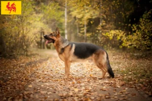 Read more about the article Sheepdog breeders and puppies in Walloon Region