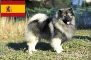 Read more about the article Spitz breeders and puppies in Spain