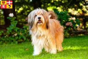 Read more about the article Tibetan Terrier breeders and puppies in Auvergne-Rhône-Alpes