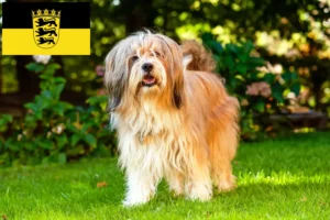 Read more about the article Tibetan Terrier breeders and puppies in Baden-Württemberg