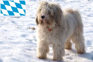 Read more about the article Tibetan Terrier breeders and puppies in Bavaria