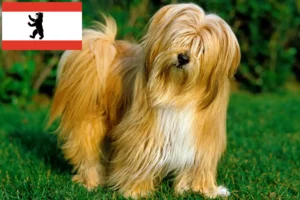 Read more about the article Tibetan Terrier breeders and puppies in Berlin