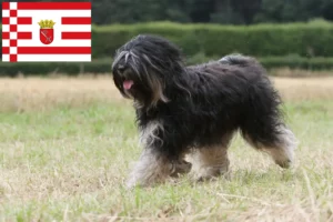 Read more about the article Tibetan Terrier breeders and puppies in Bremen