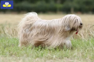 Read more about the article Tibetan Terrier breeders and puppies in Brussels-Capital Region