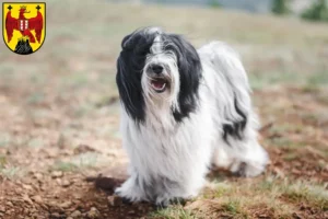 Read more about the article Tibetan Terrier breeders and puppies in Burgenland