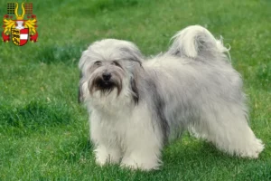 Read more about the article Tibetan Terrier breeders and puppies in Carinthia