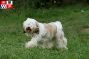 Read more about the article Tibetan Terrier breeders and puppies in Central Bohemia