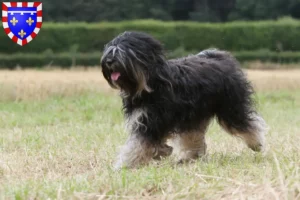 Read more about the article Tibetan Terrier breeders and puppies in Centre-Val de Loire