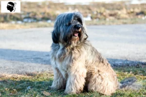 Read more about the article Tibetan Terrier breeders and puppies in Corsica