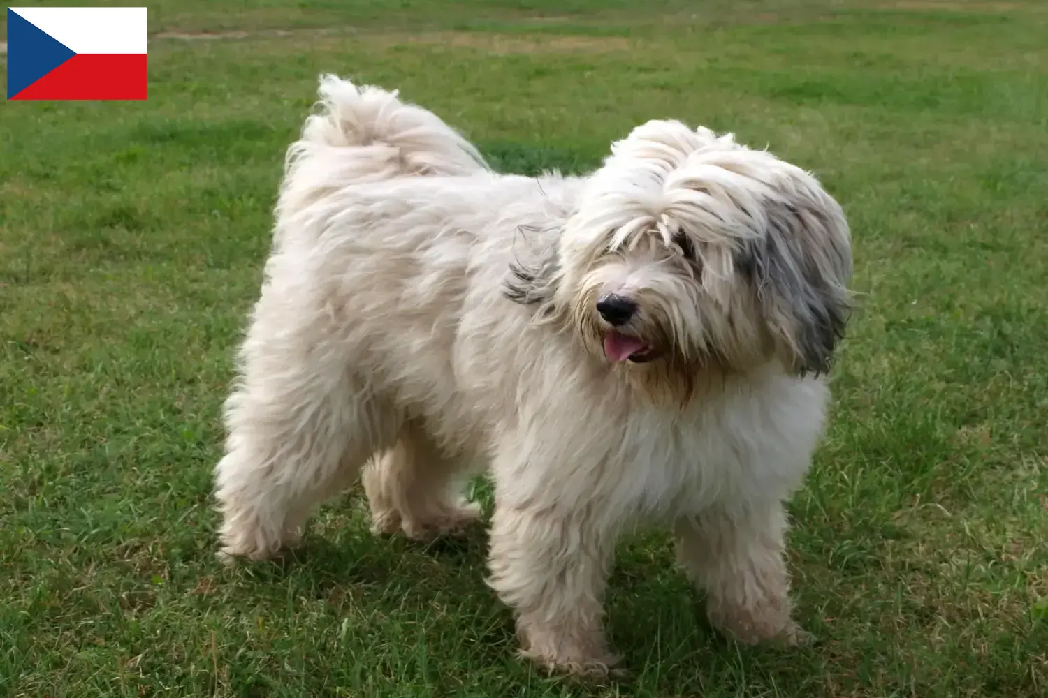 Read more about the article Tibetan Terrier breeders and puppies in the Czech Republic