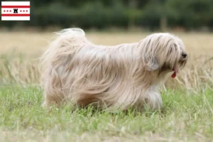 Read more about the article Tibetan Terrier breeders and puppies in Drenthe