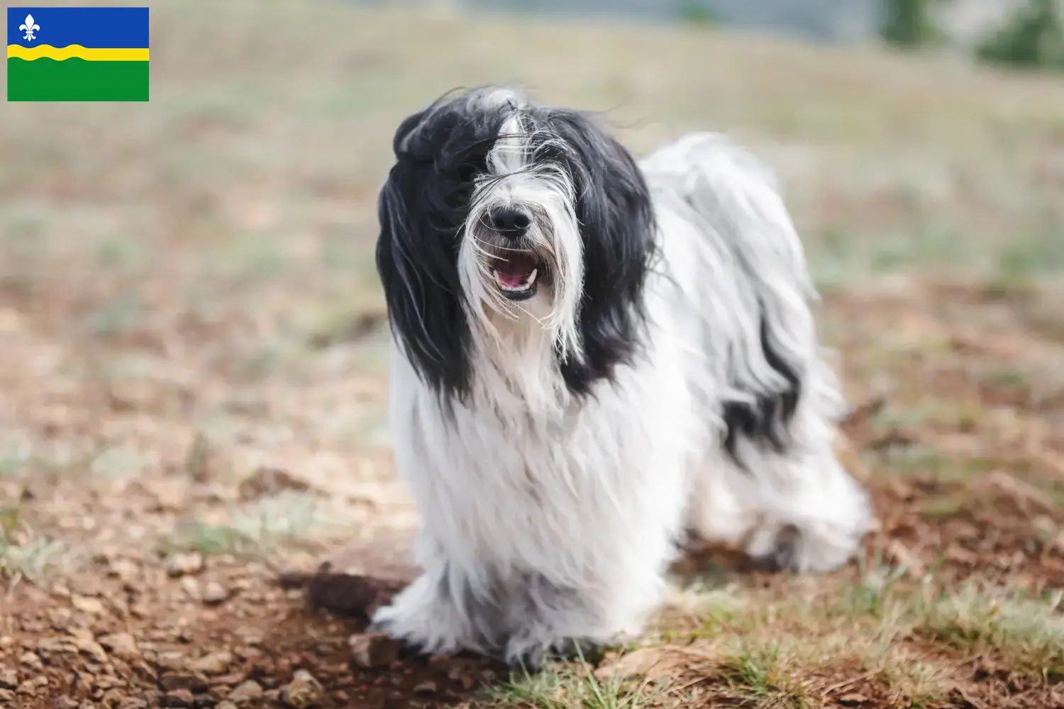 Read more about the article Tibetan Terrier breeders and puppies in Flevoland