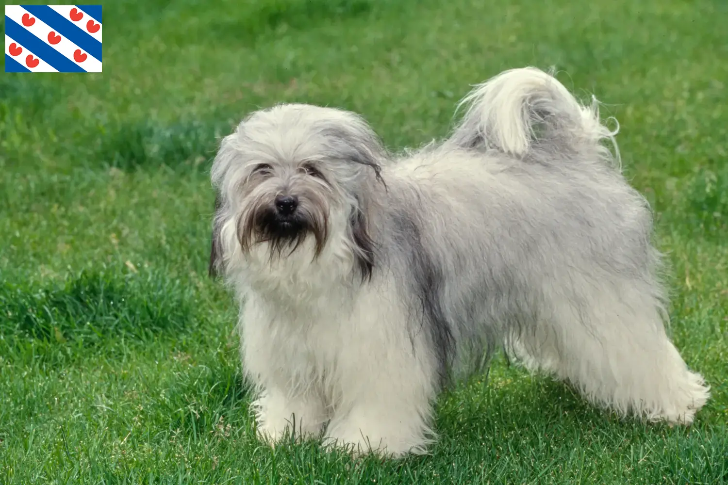 Read more about the article Tibetan Terrier breeders and puppies in Friesland