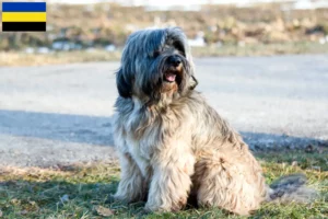 Read more about the article Tibetan Terrier breeders and puppies in Gelderland