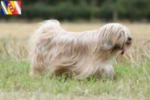 Read more about the article Tibetan Terrier breeders and puppies in Grand Est