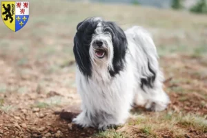 Read more about the article Tibetan Terrier breeders and puppies in Hauts-de-France