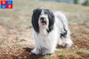 Read more about the article Tibetan Terrier breeders and puppies in Hradec Králové