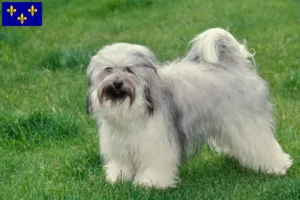 Read more about the article Tibetan Terrier breeders and puppies in Île-de-France