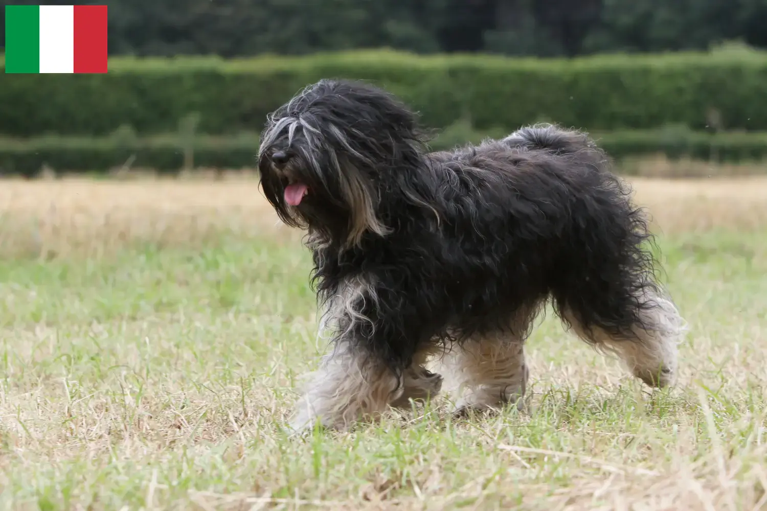 Read more about the article Tibetan Terrier breeders and puppies in Italy