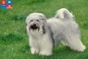 Read more about the article Tibetan Terrier breeders and puppies in Karlsbad