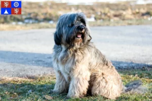 Read more about the article Tibetan Terrier breeders and puppies in Liberec