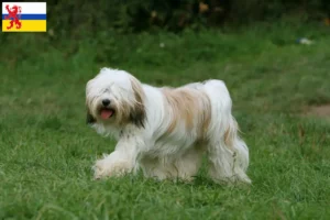 Read more about the article Tibetan Terrier breeders and puppies in Limburg