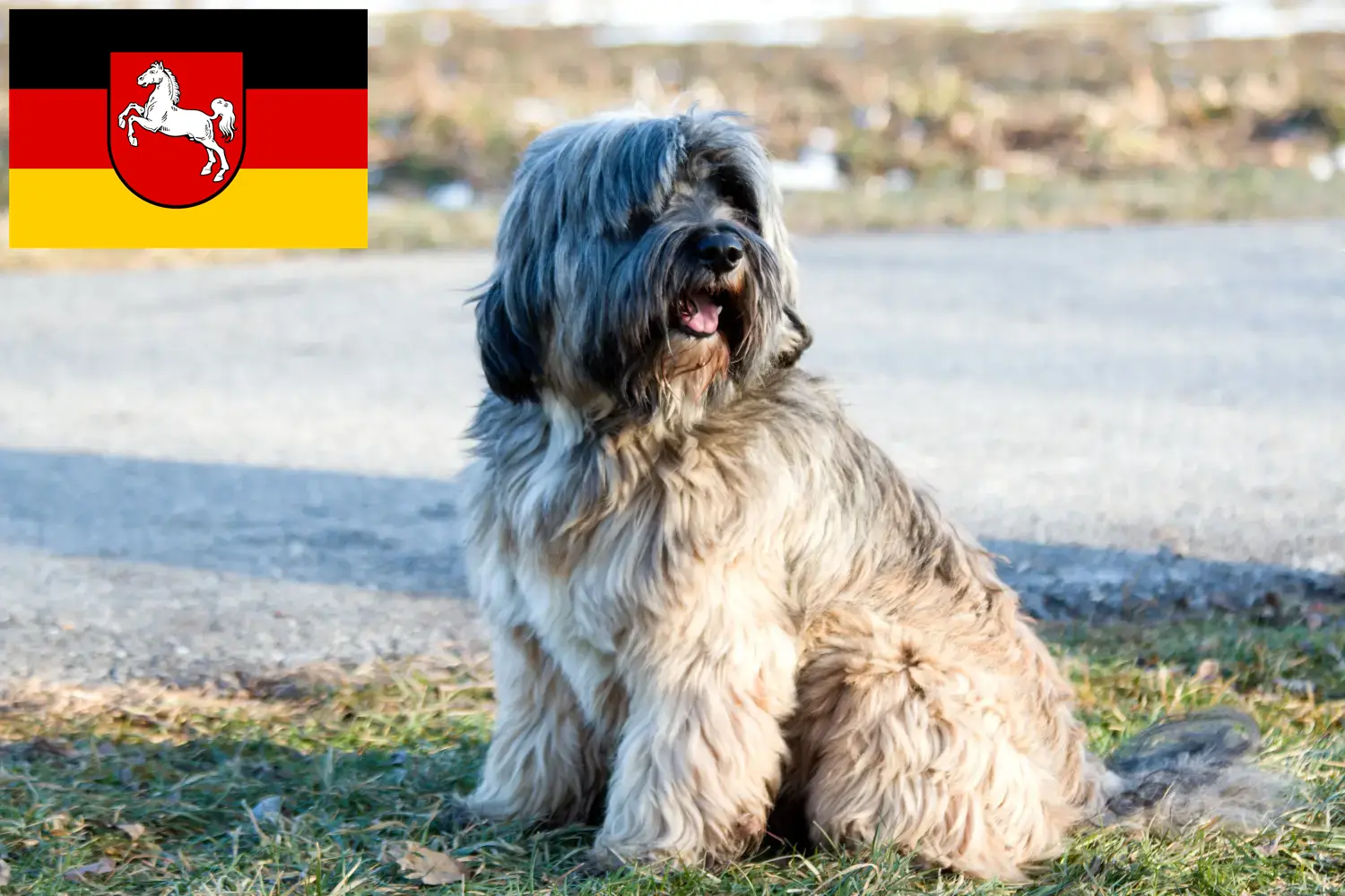 Read more about the article Tibetan Terrier breeders and puppies in Lower Saxony