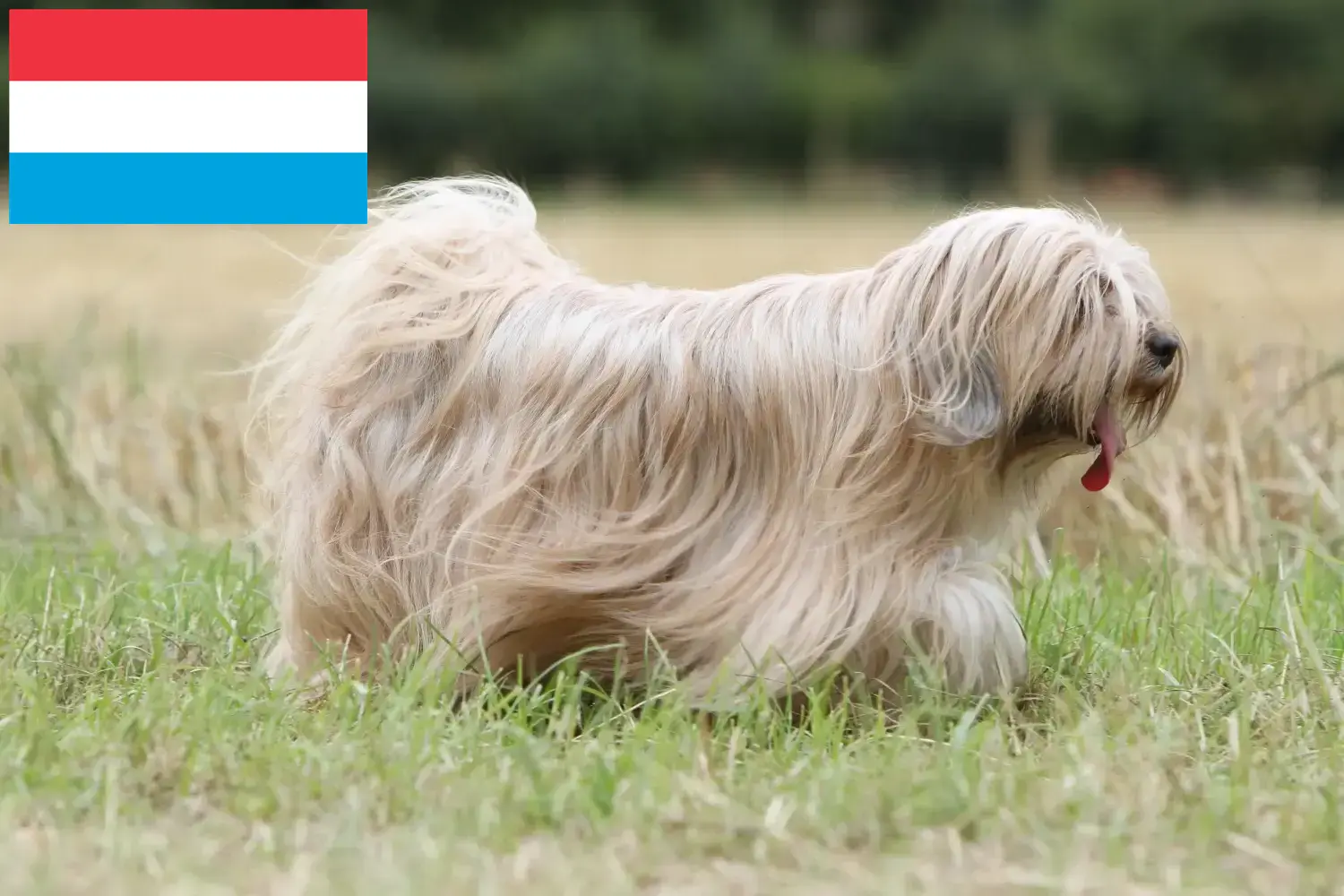 Read more about the article Tibetan Terrier breeders and puppies in Luxembourg