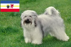 Read more about the article Tibetan Terrier breeders and puppies in Mecklenburg-Vorpommern