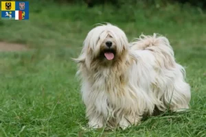 Read more about the article Tibetan Terrier breeders and puppies in Moravia-Silesia