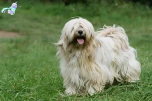 Read more about the article Tibetan Terrier breeders and puppies in Nordjylland