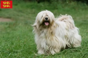 Read more about the article Tibetan Terrier breeders and puppies in Normandy