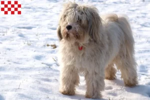 Read more about the article Tibetan Terrier breeders and puppies in North Brabant