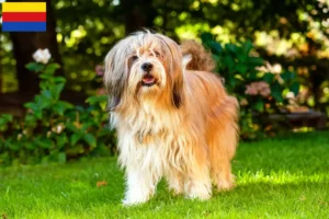 Read more about the article Tibetan Terrier breeders and puppies in North Holland