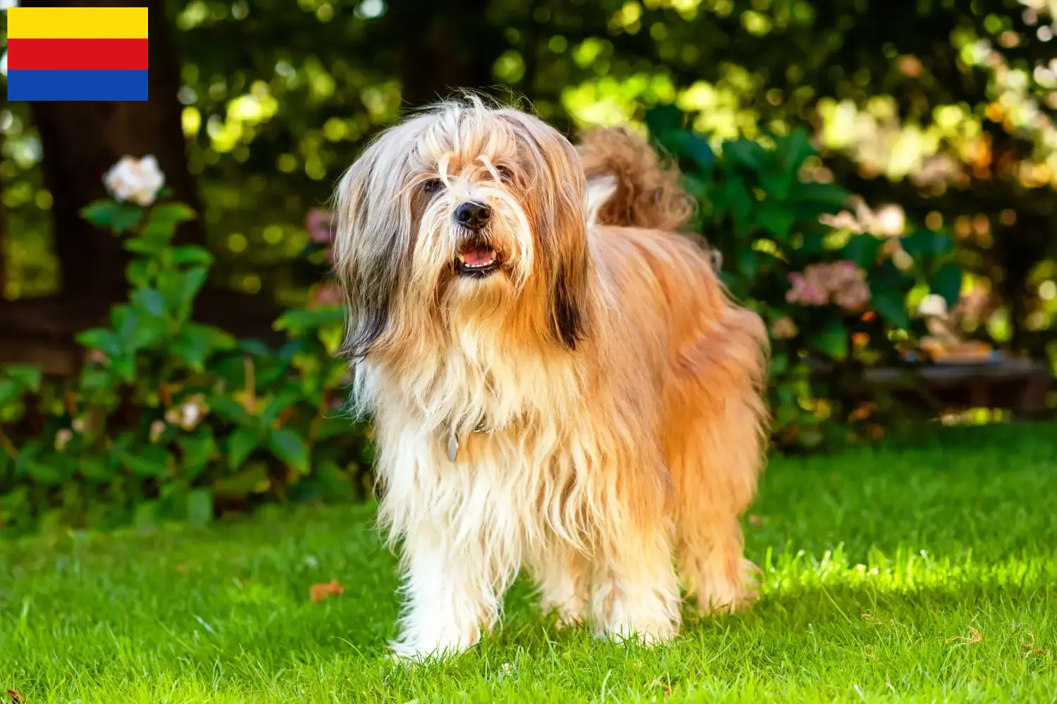 Read more about the article Tibetan Terrier breeders and puppies in North Holland